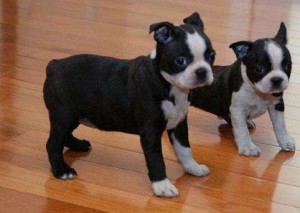 stunning boy Boston Terrier puppies