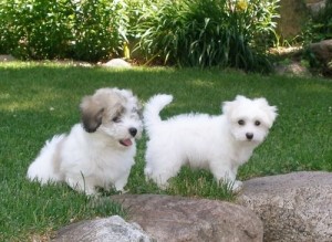 Cappaccino is a handsome Coton de Tulear