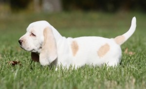 Basset hound puppies for adoption