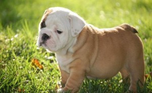 $490 English bulldog puppies for sale