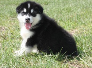 Alaskan malamute puppies for adoption.