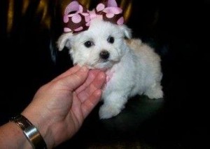 AKC Maltipoo Puppies For Sale Imperial Maltipoo