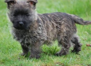 Cairn Terrier puppies for adoption