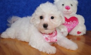 CKC Registered Bicon Frise Puppies for rehoming