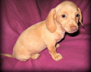 male and female Dachshund puppies