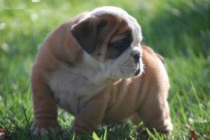 English bulldog puppies