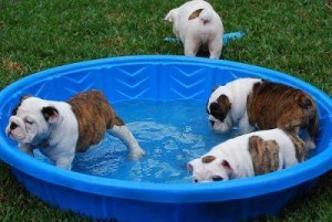 English bulldog puppies ready to out