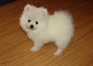 CUTE POMERANIAN PUPPIES  READY FOR  ADOPTION