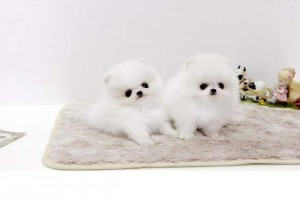 Super Tiny Teacup AKC Toy Pomeranian puppies for Adoption!