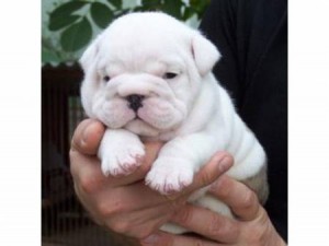 Marvelous english bulldog puppies.