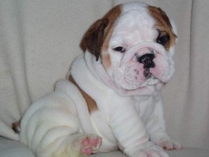 Adorable Male and female English bulldog puppies