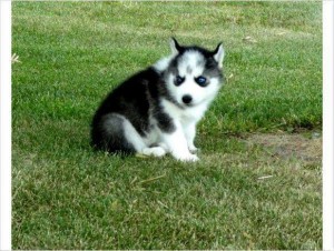 Akc Siberian Husky Puppies! All Colors Available!