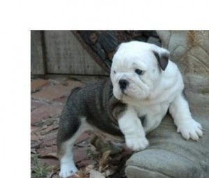 Registered English Bulldog Puppies