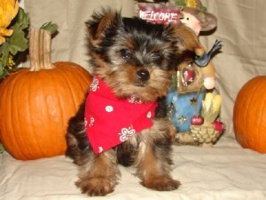 Teacup Yorkie Puppies For R-Homing