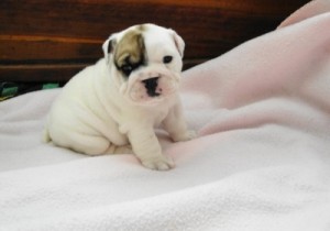 male and female English bulldog puppies for new home