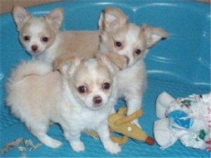 beautiful Chiahuahua Puppies