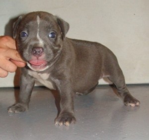 American pit bull puppies