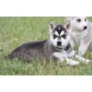 Blue Eye Siberian Husky Puppies