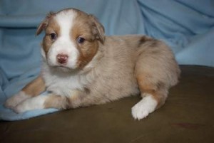 Australian shepherd puppies available