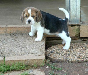 healthy male and female beagle puppies