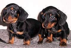 dachshund puppies for adoption