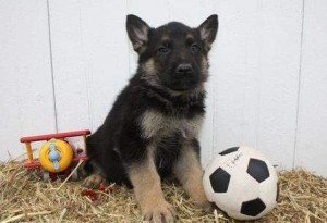 male and female german sherphard puppies ready for a new home