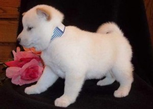 Adorable male and female Akita puppies