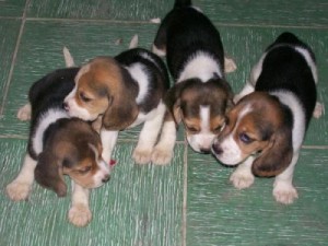 Male and female Beagle puppies now ready