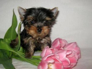 (Free)Adorable male and female Teacup Yorkie Puppies for adoption into good homes