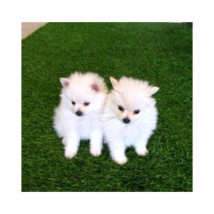 2 TeaCup Pomeranian Puppies That Are Sociable and unique.