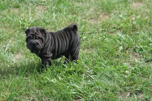 AKC SHAR-PEI