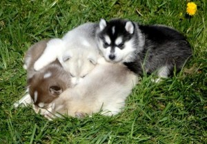 cute siberian husky for adoption