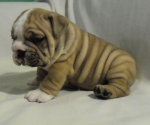 Top Quality Male And Female English Bulldog Puppies Available For Home