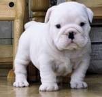 Two lovely English bulldog puppies for lovely homes