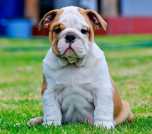 2 beautiful english bulldog puppies female and male for rehoming .