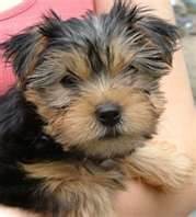 male and female yorkie pups for adoption