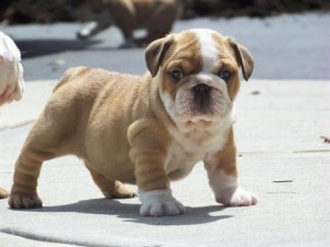 Healthy And Cute English Bulldog puppies