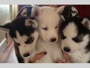 Quality AKC Male/Female blue eyes siberian husky