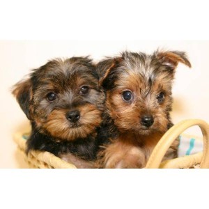 2 LOVELY YORKIE PUPPIES FOR ADOPTION