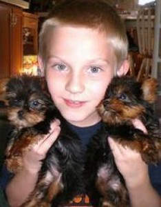 CHARMING AND AMAZING YORKSHIRE TERRIER PUPPIES FOR NEW FAMILY HOME ADOPTION