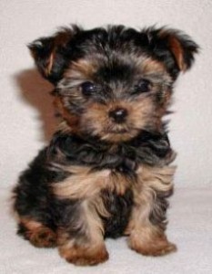 Charming X-Mass Male And Female Tea Cup Yorkie Puppies For Sale Now Ready To Go Home.