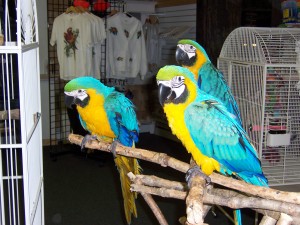 Parrots and fertile Parrot eggs for sale