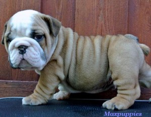 Bulldog Puppies ready for good homes