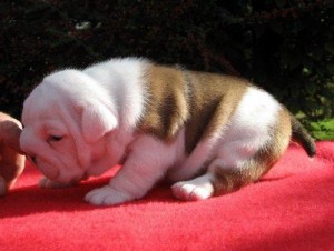 bulldog puppies available for any 'pet lover's;