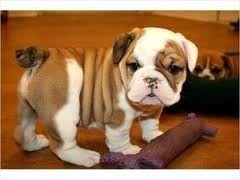 AKC Free English bUlldog Puppies puppies for adoption.