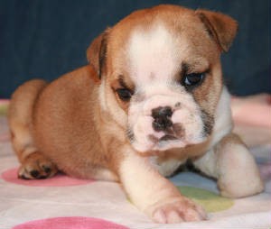 GORGEOUS AND CHARMING ENGLISH BULLDOG PUPPIES FOR FREE ADOPTION