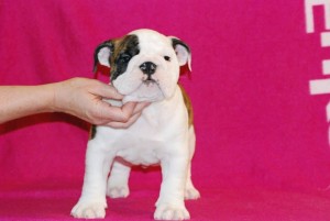 THREE BEAUTIFUL AKC ENGLISH BULLDOG PUPPIES FOR ADOPTION