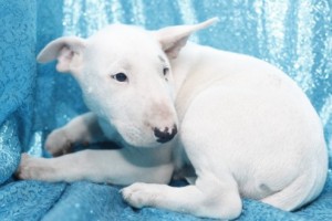 GOOD LOOKING Xmas Male And A Female bull terrier Puppies for Your Kids Now Ready