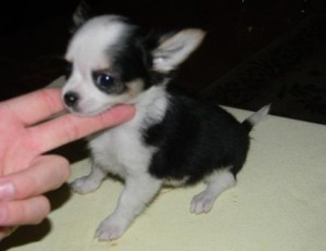 Tea cup chihuahua puppies