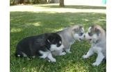 Siberian husky puppies looking for a loving family